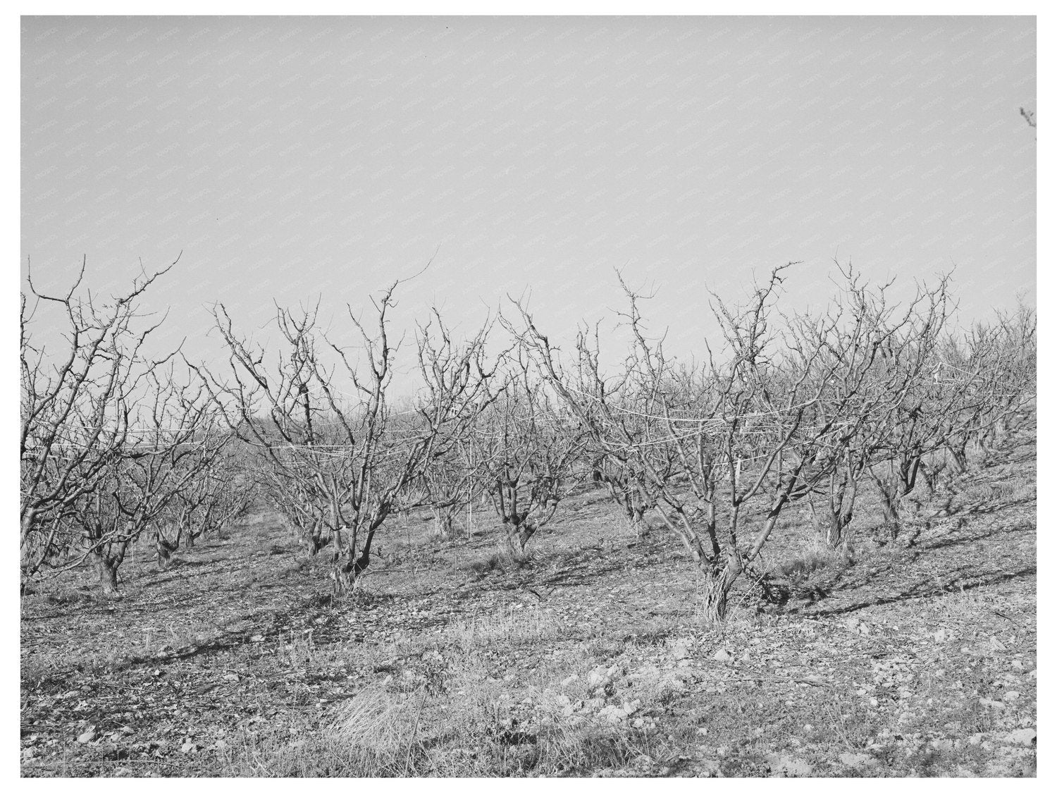 Fruit Trees in Late Fall Placer County California 1940