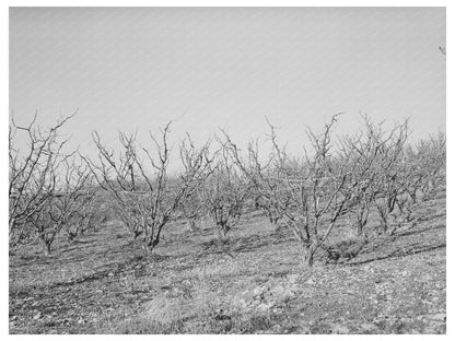 Fruit Trees in Late Fall Placer County California 1940