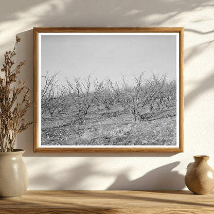 Vintage Black and White Fruit Trees Placer County 1940