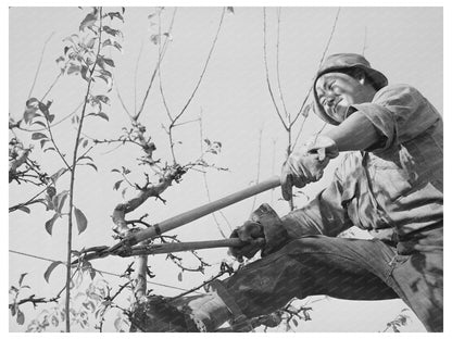 Pruning a Fruit Tree in Placer County 1940