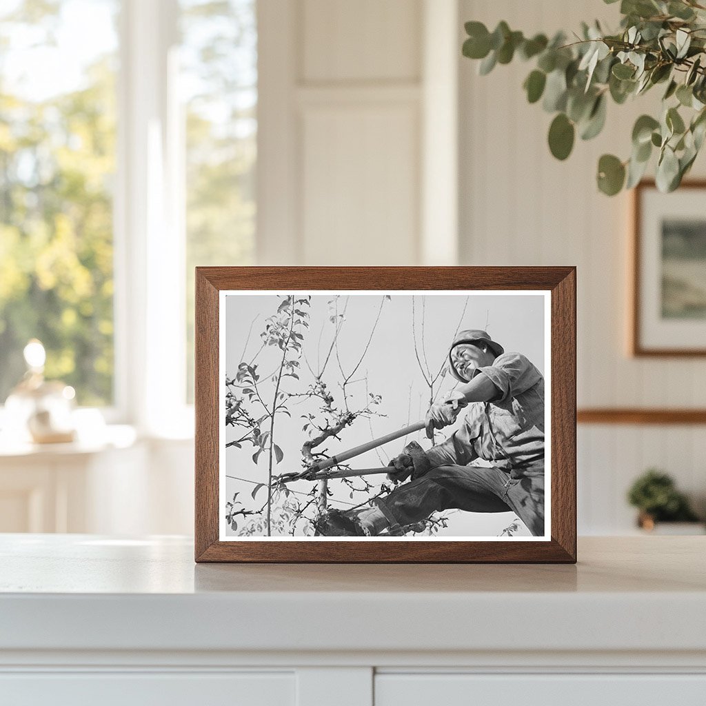 Pruning a Fruit Tree in Placer County 1940