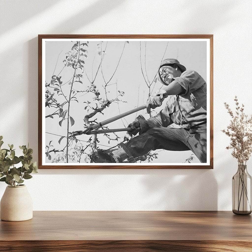 Pruning a Fruit Tree in Placer County 1940
