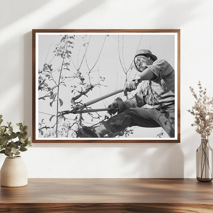 Pruning a Fruit Tree in Placer County 1940