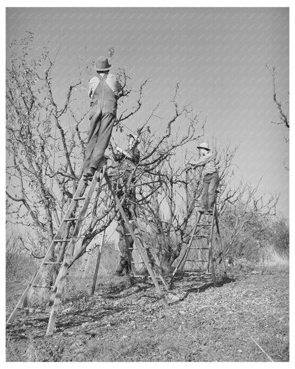Pruning Fruit Trees in Placer County December 1940
