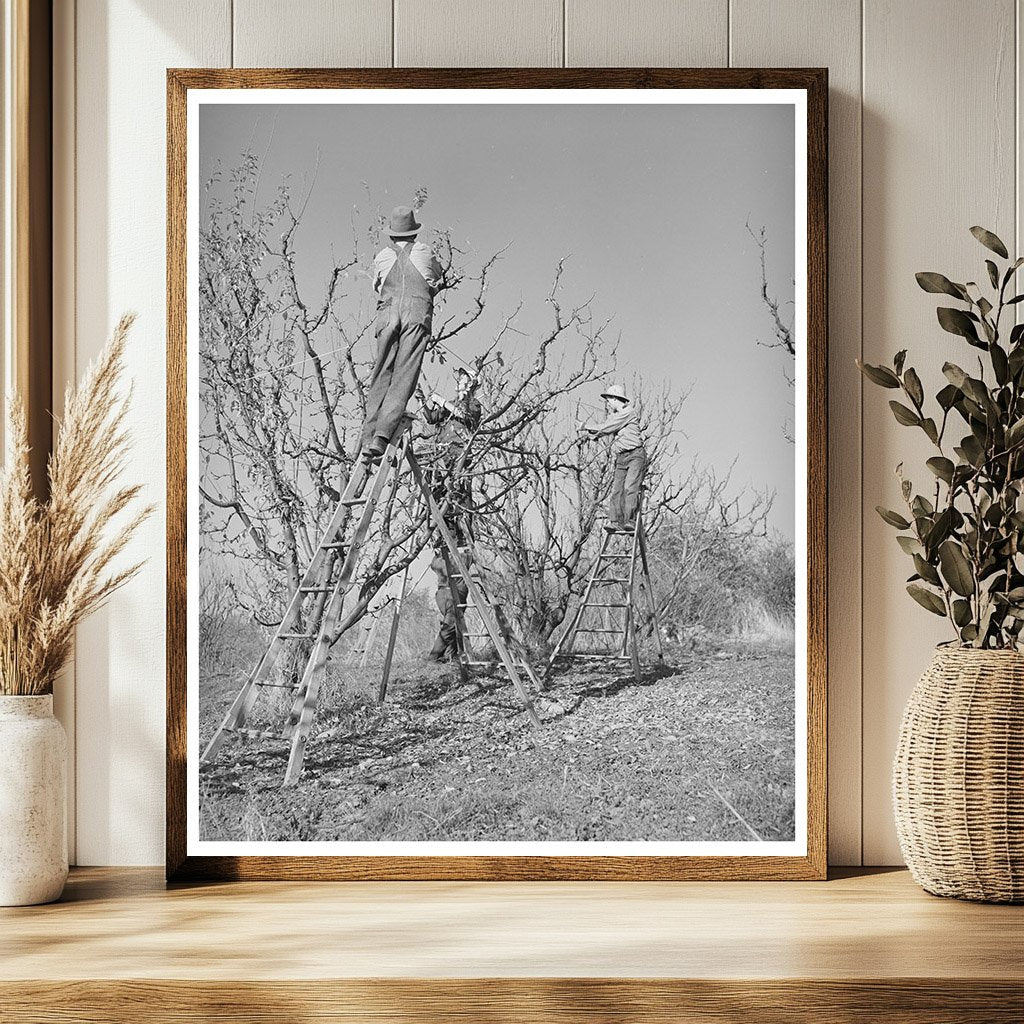 Pruning Fruit Trees in Placer County December 1940