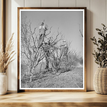 Pruning Fruit Trees in Placer County December 1940