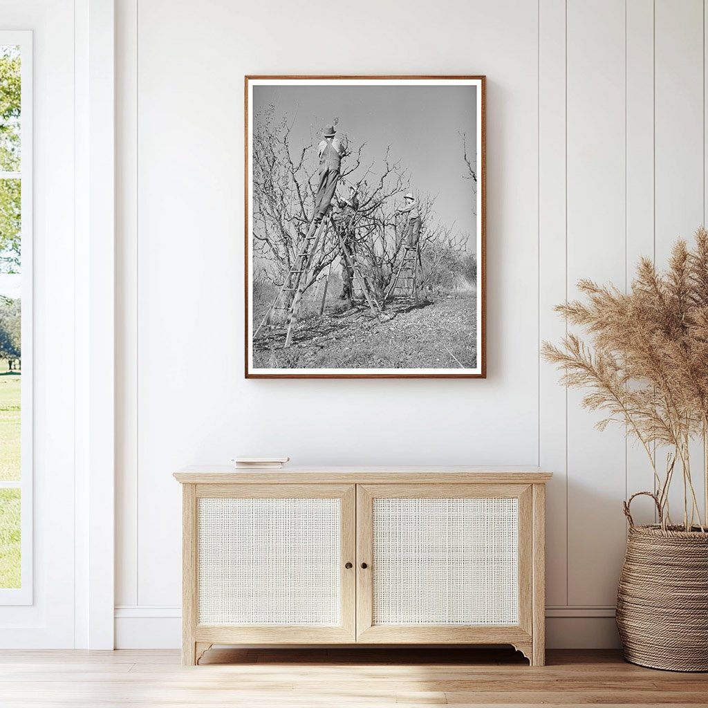 Pruning Fruit Trees in Placer County December 1940