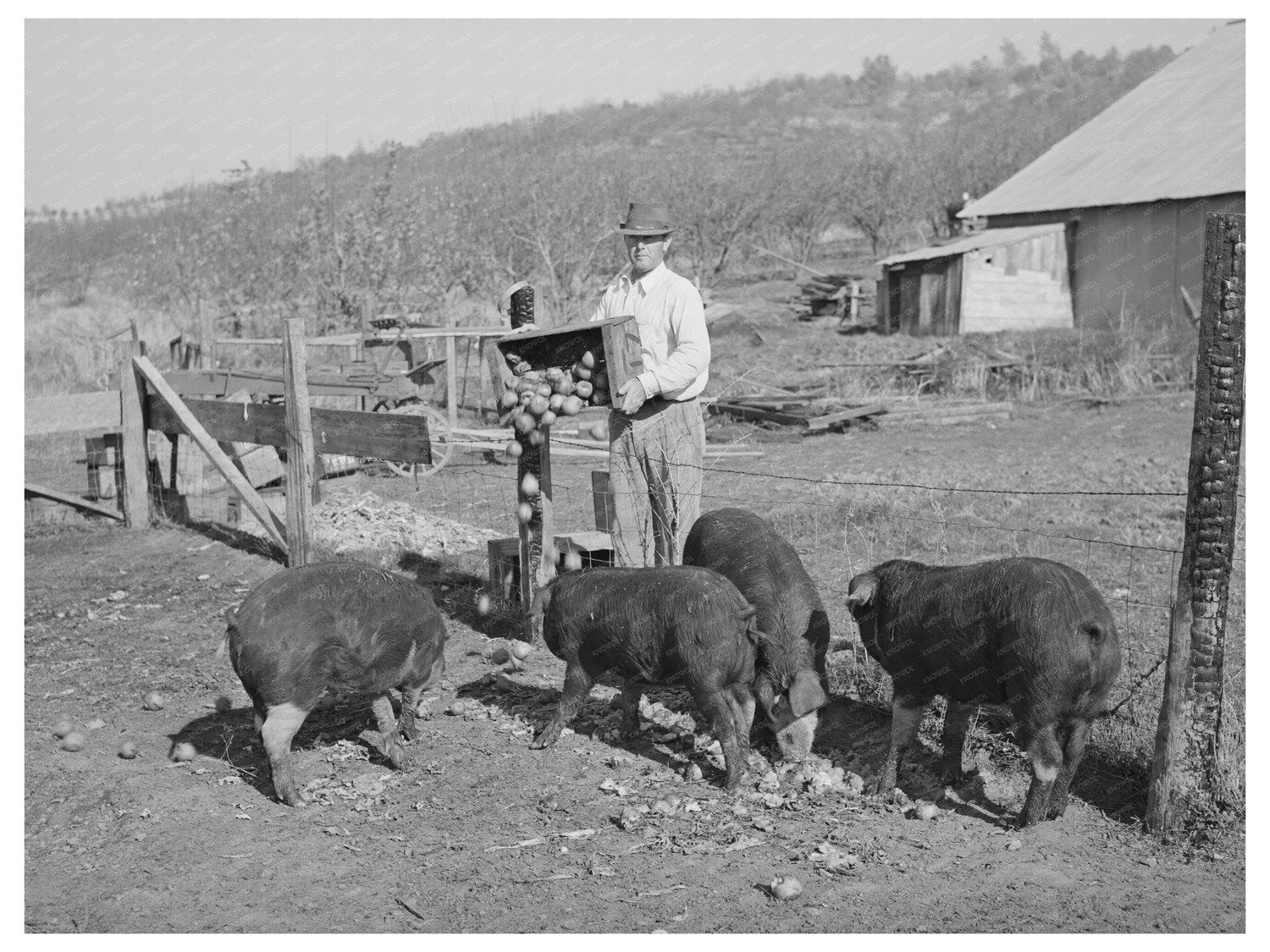 Feeding Hogs Unmarketable Pears December 1940 California