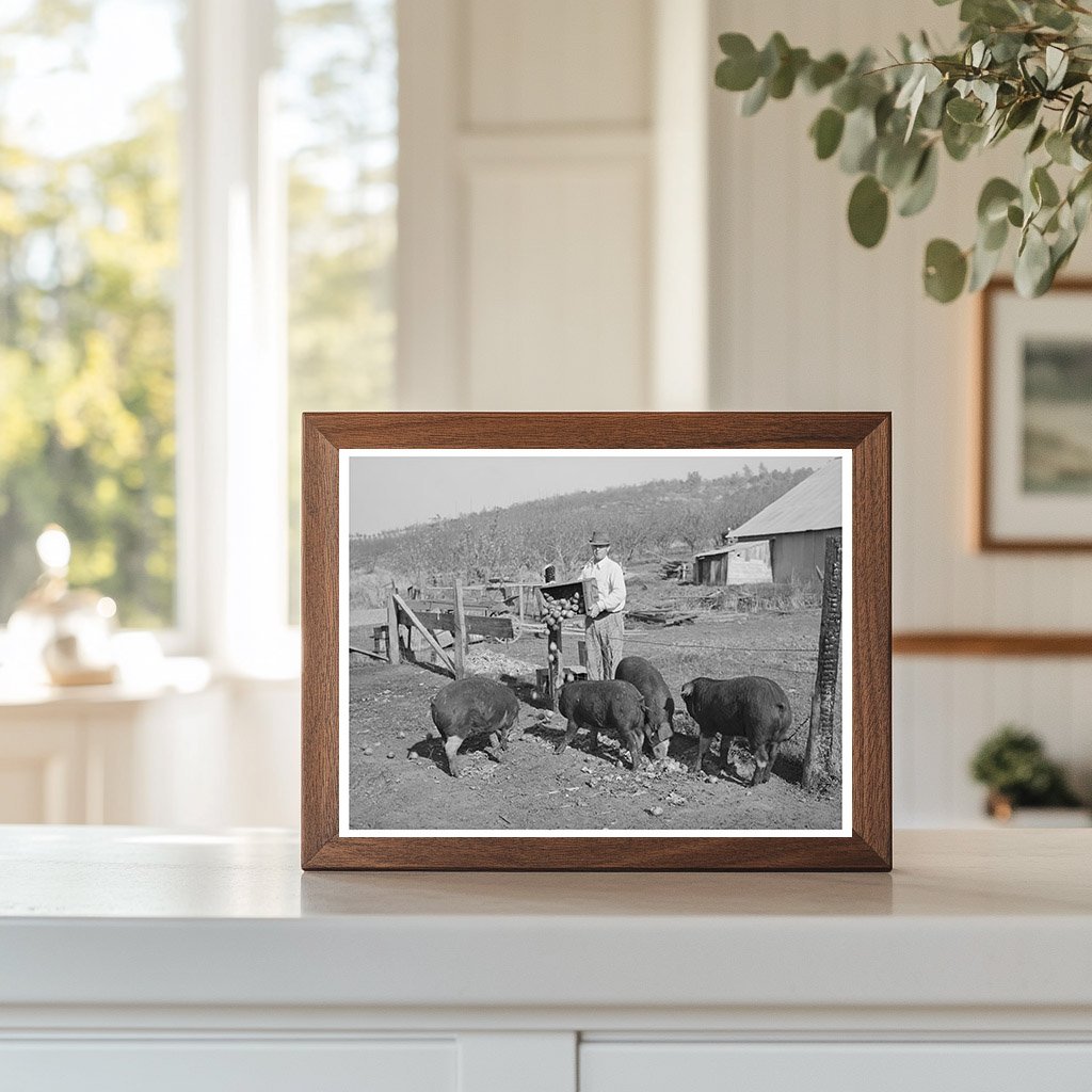 Feeding Hogs Unmarketable Pears December 1940 California