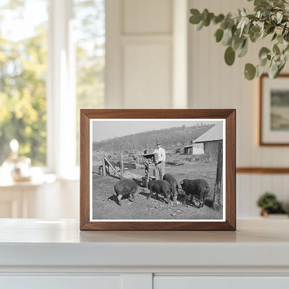 Feeding Hogs Unmarketable Pears December 1940 California