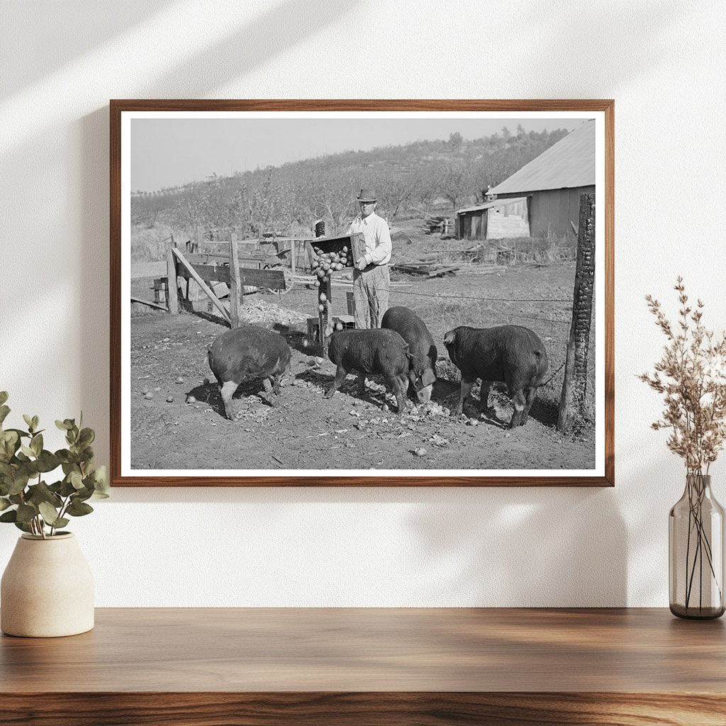 Feeding Hogs Unmarketable Pears December 1940 California