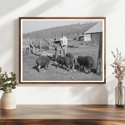 Feeding Hogs Unmarketable Pears December 1940 California