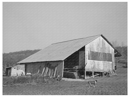 Packing Shed and Barn in Placer County California 1940