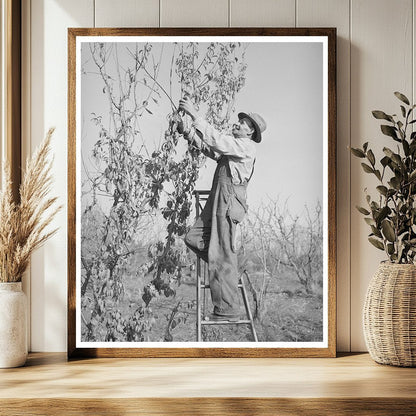 Pruning a Fruit Tree in Placer County California 1940