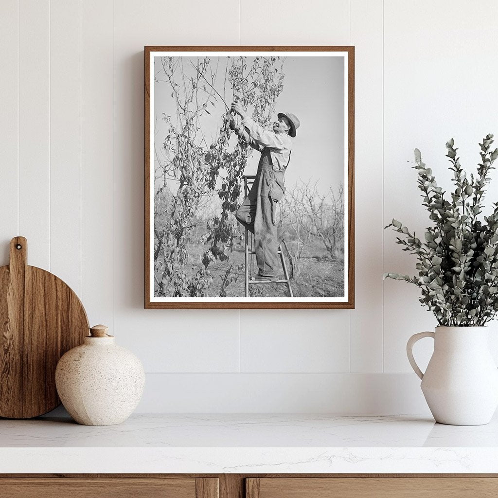 Pruning a Fruit Tree in Placer County California 1940
