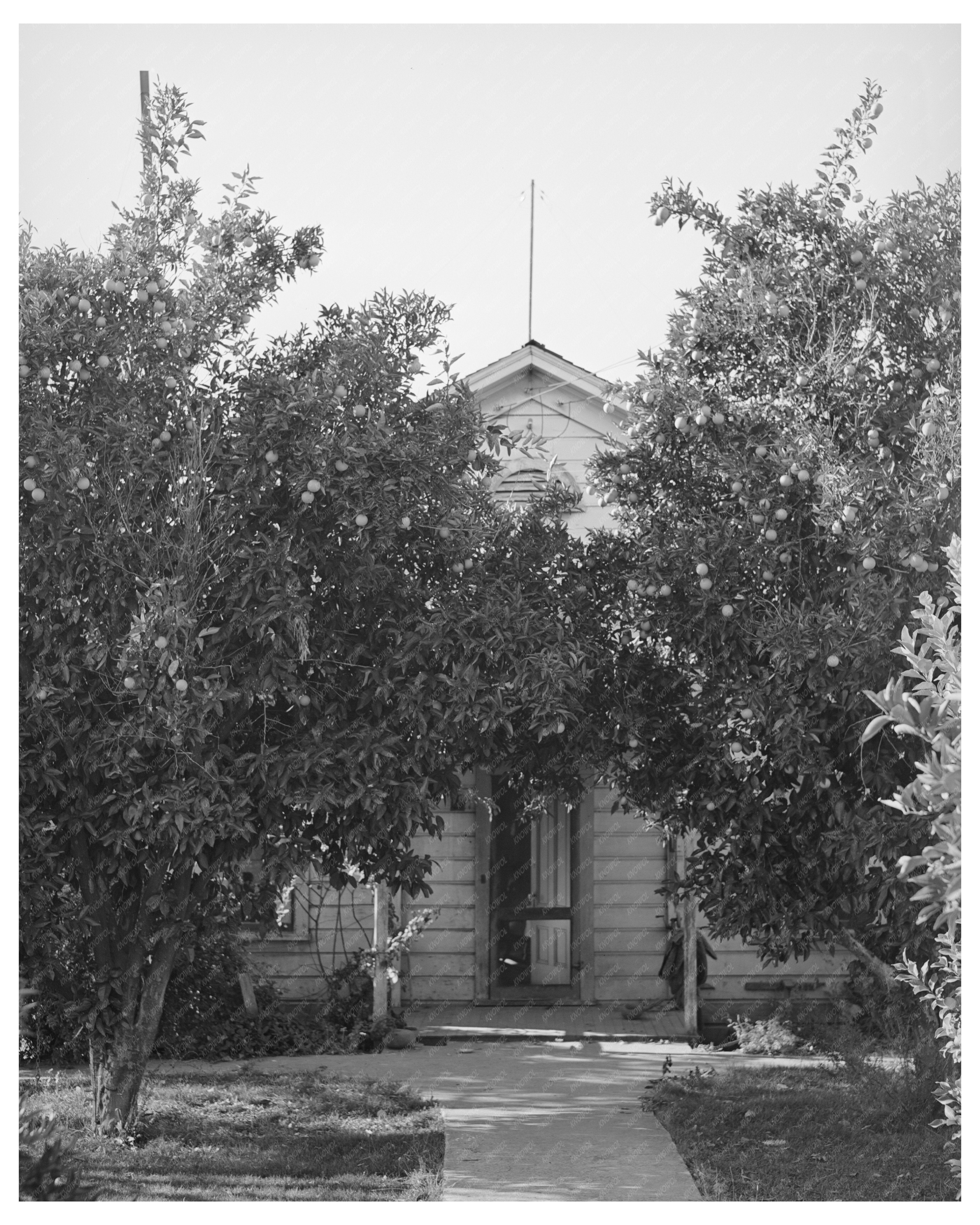 Orange Trees in Placer County California December 1940