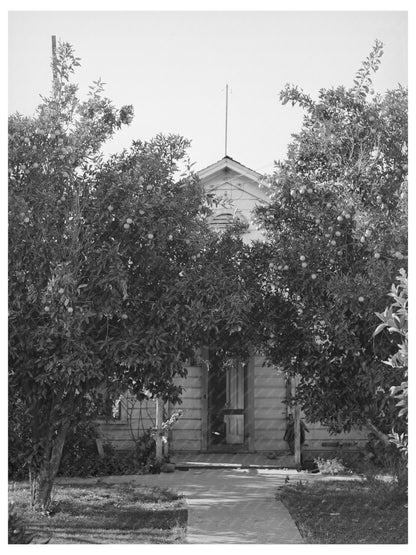 Orange Trees in Placer County California 1940 Image