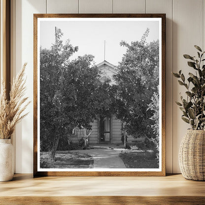 Orange Trees in Placer County California December 1940