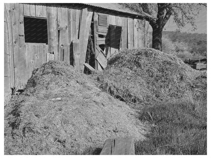 Manure Pile by Barn in Placer County California 1940
