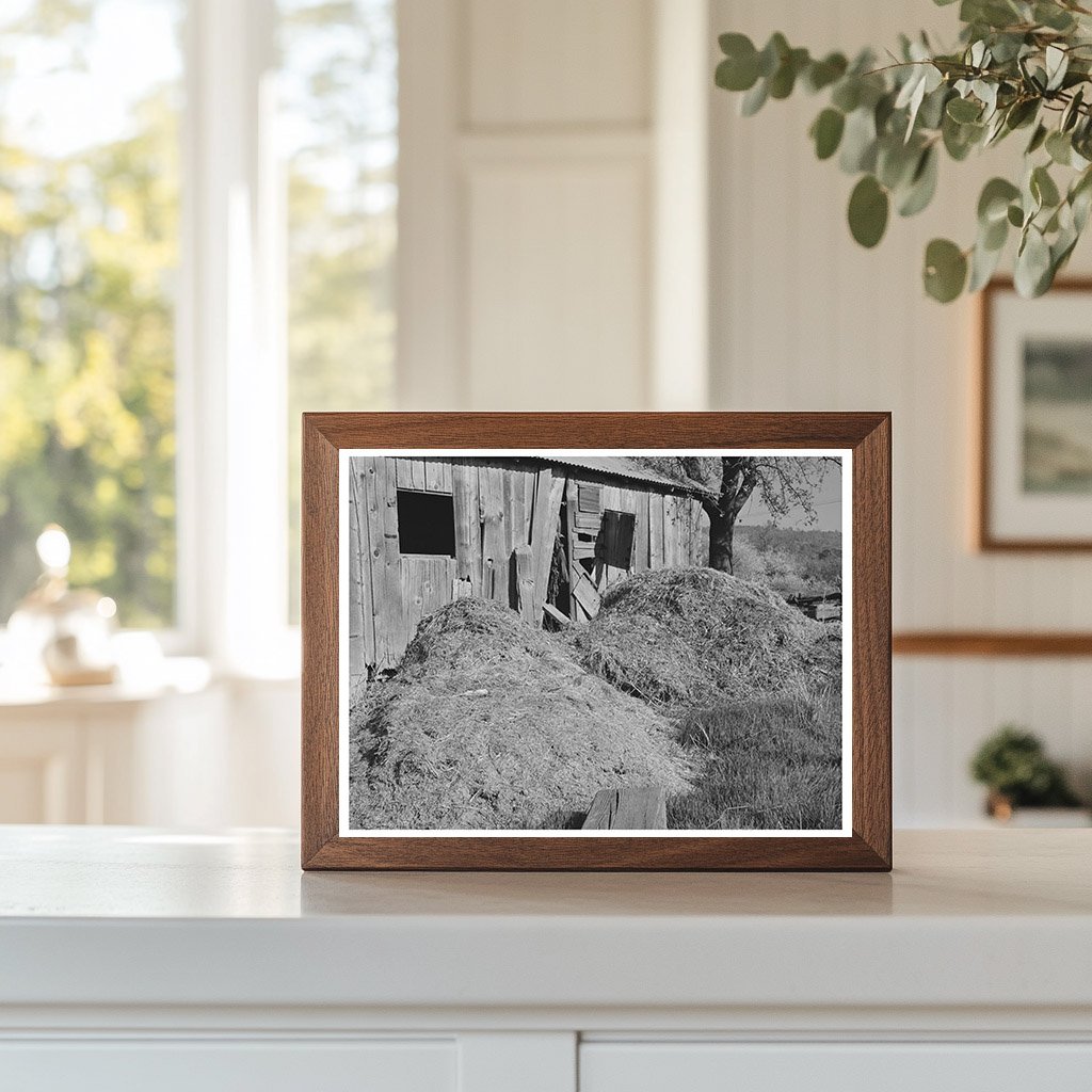 Manure Pile by Barn in Placer County California 1940