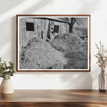 Manure Pile by Barn in Placer County California 1940