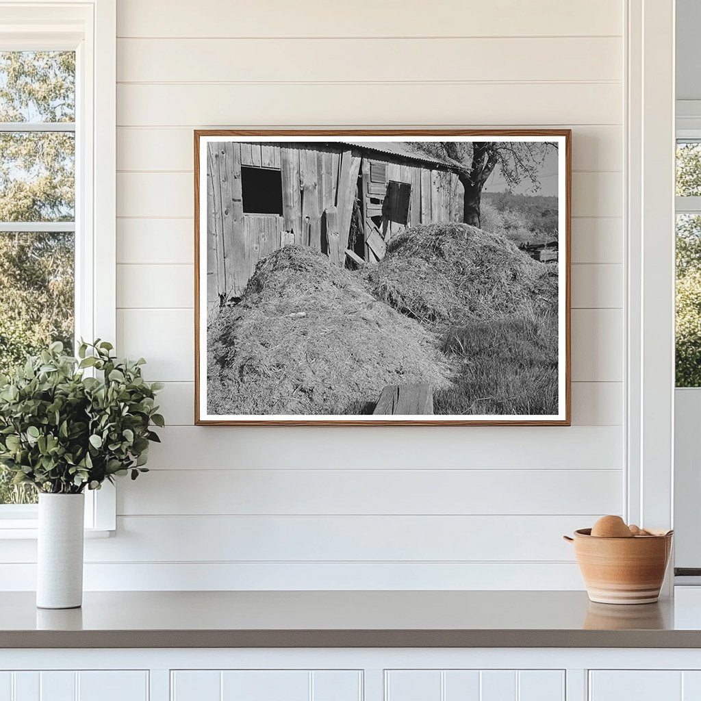 Manure Pile by Barn in Placer County California 1940