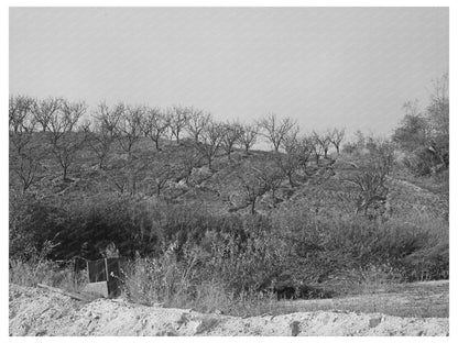 Placer County Fruit Orchards Erosion December 1940
