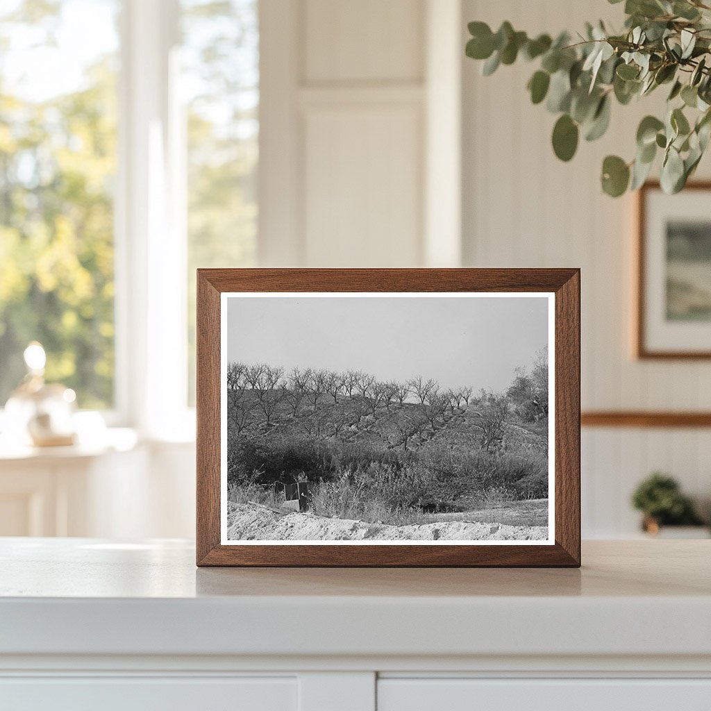 Placer County Fruit Orchards Erosion December 1940