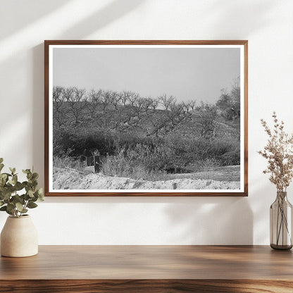 Placer County Fruit Orchards Erosion December 1940