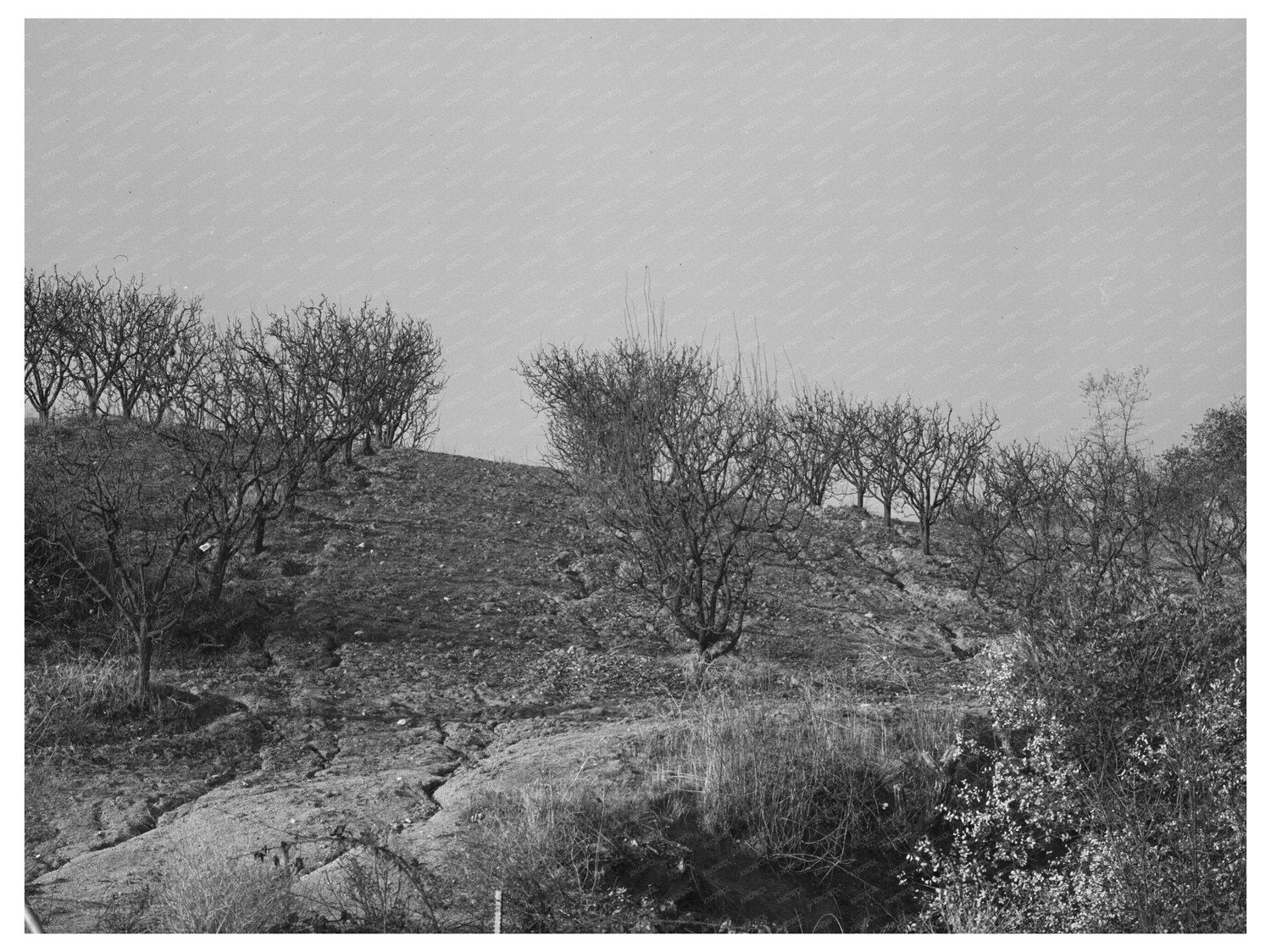 Erosion in Orchards Placer County California December 1940