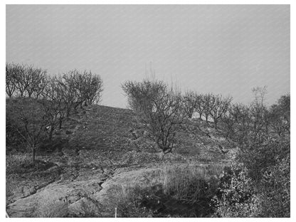 Erosion in Orchards Placer County California December 1940