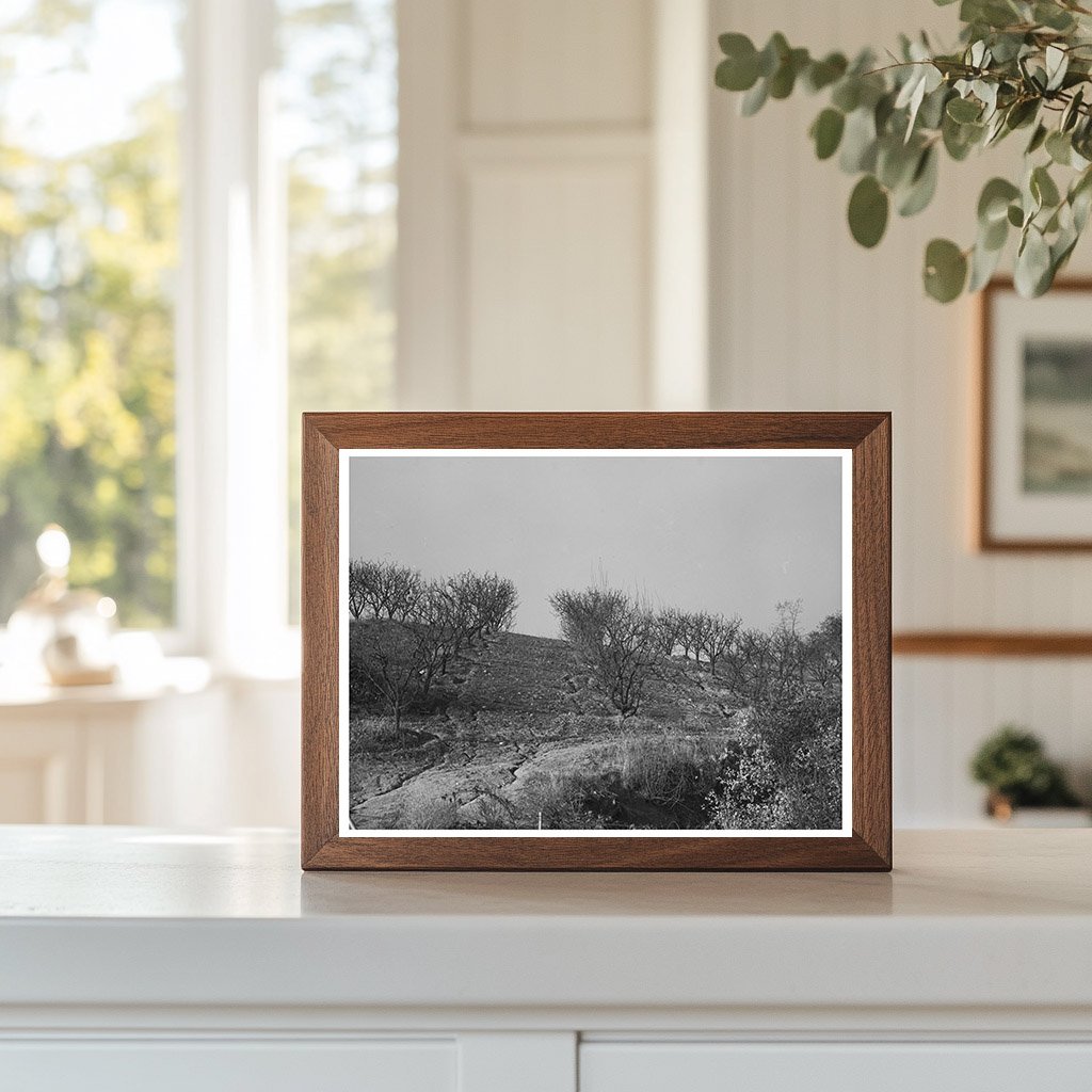 Erosion in Orchards Placer County California December 1940