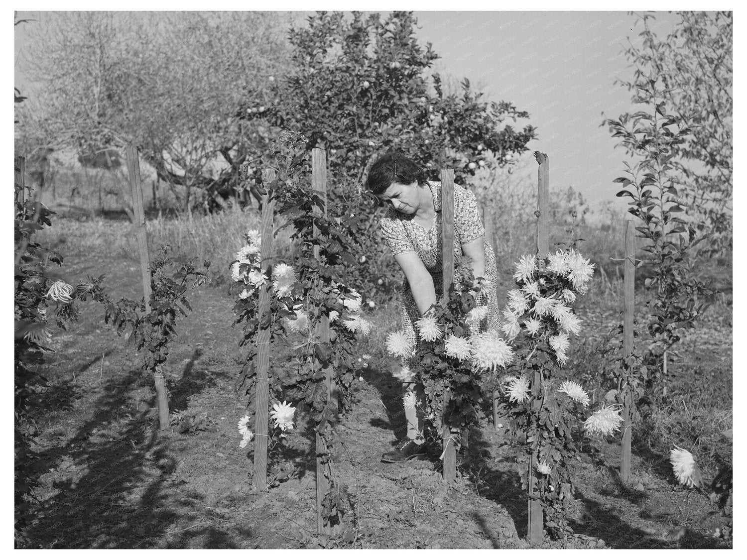 Fruit Farmers Wife in Flower Garden Placer County 1940
