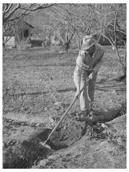 Fruit Farmer Clearing Irrigation Ditch Placer County 1940