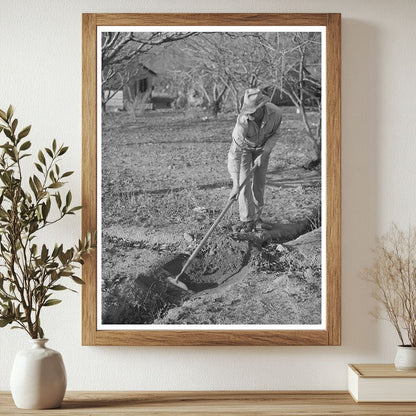 Fruit Farmer Clearing Irrigation Ditch Placer County 1940