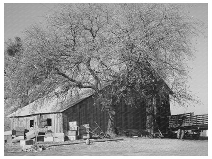 Placer County Fruit Farmer Barn December 1940
