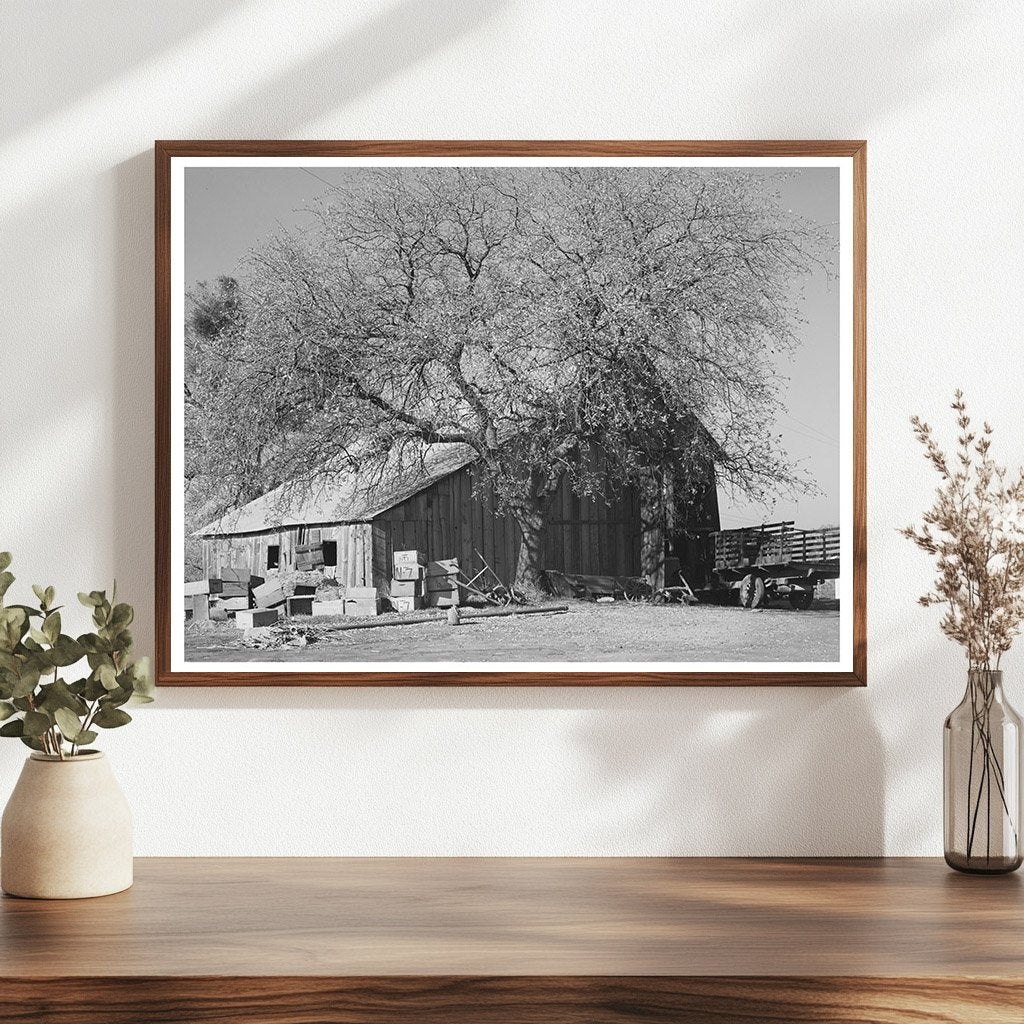 Placer County Fruit Farmer Barn December 1940