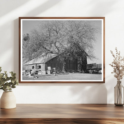 Placer County Fruit Farmer Barn December 1940
