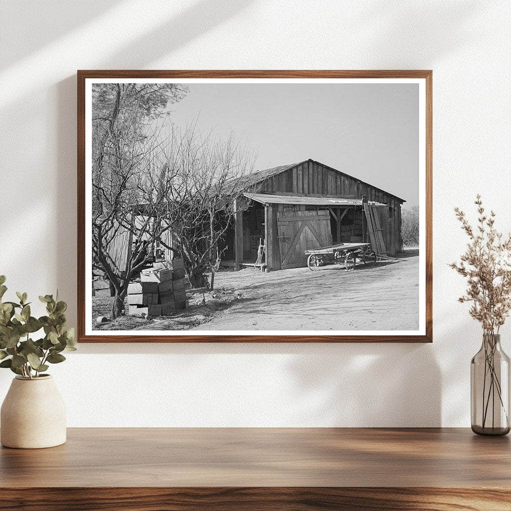 Fruit Packing Shed Placer County California December 1940