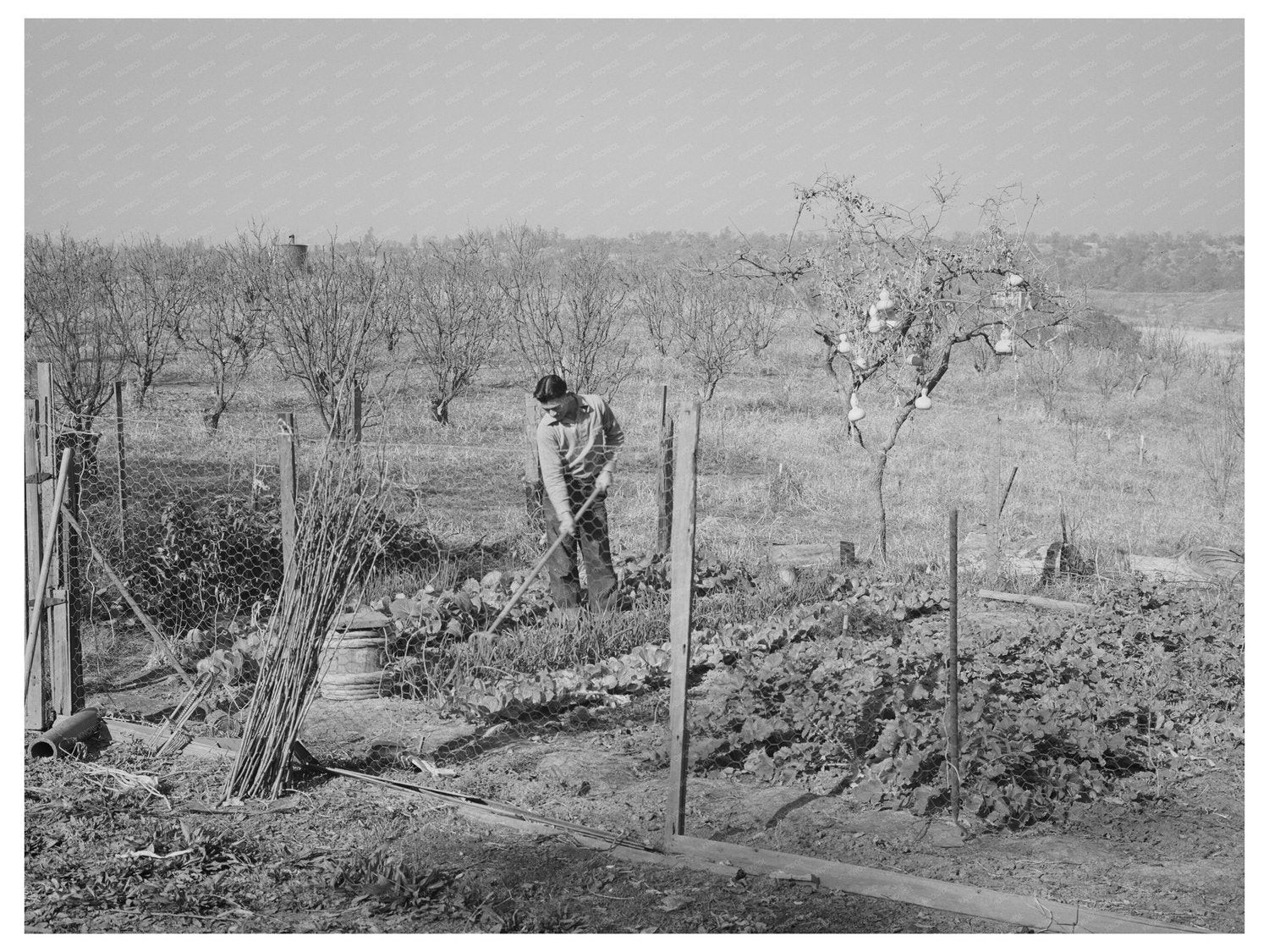 Chinese Farmers Garden and Orchard Placer County 1940