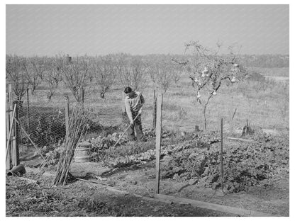 Chinese Farmers Garden and Orchard Placer County 1940