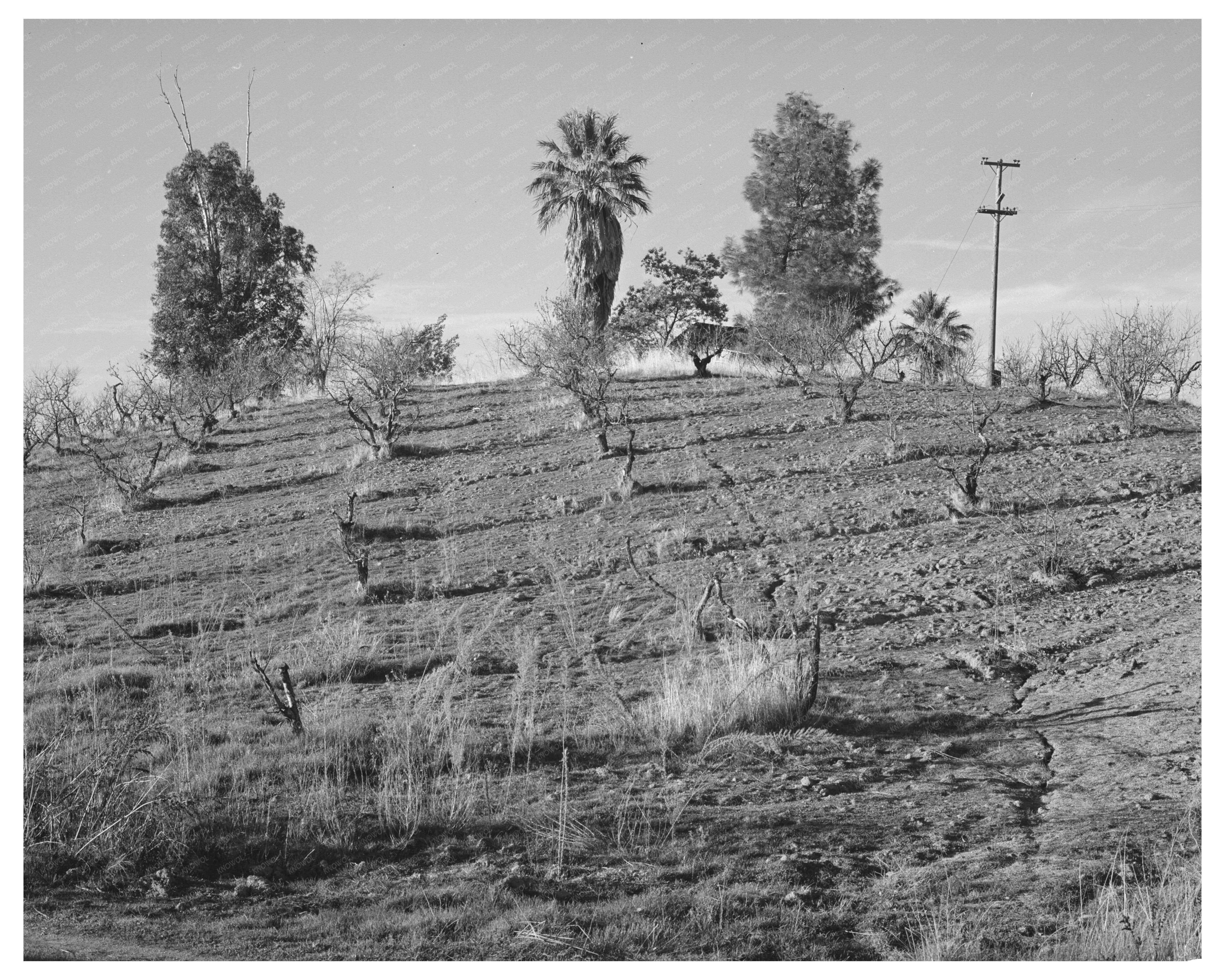 1940 Vintage Orchard Landscape with Irrigation Ditches