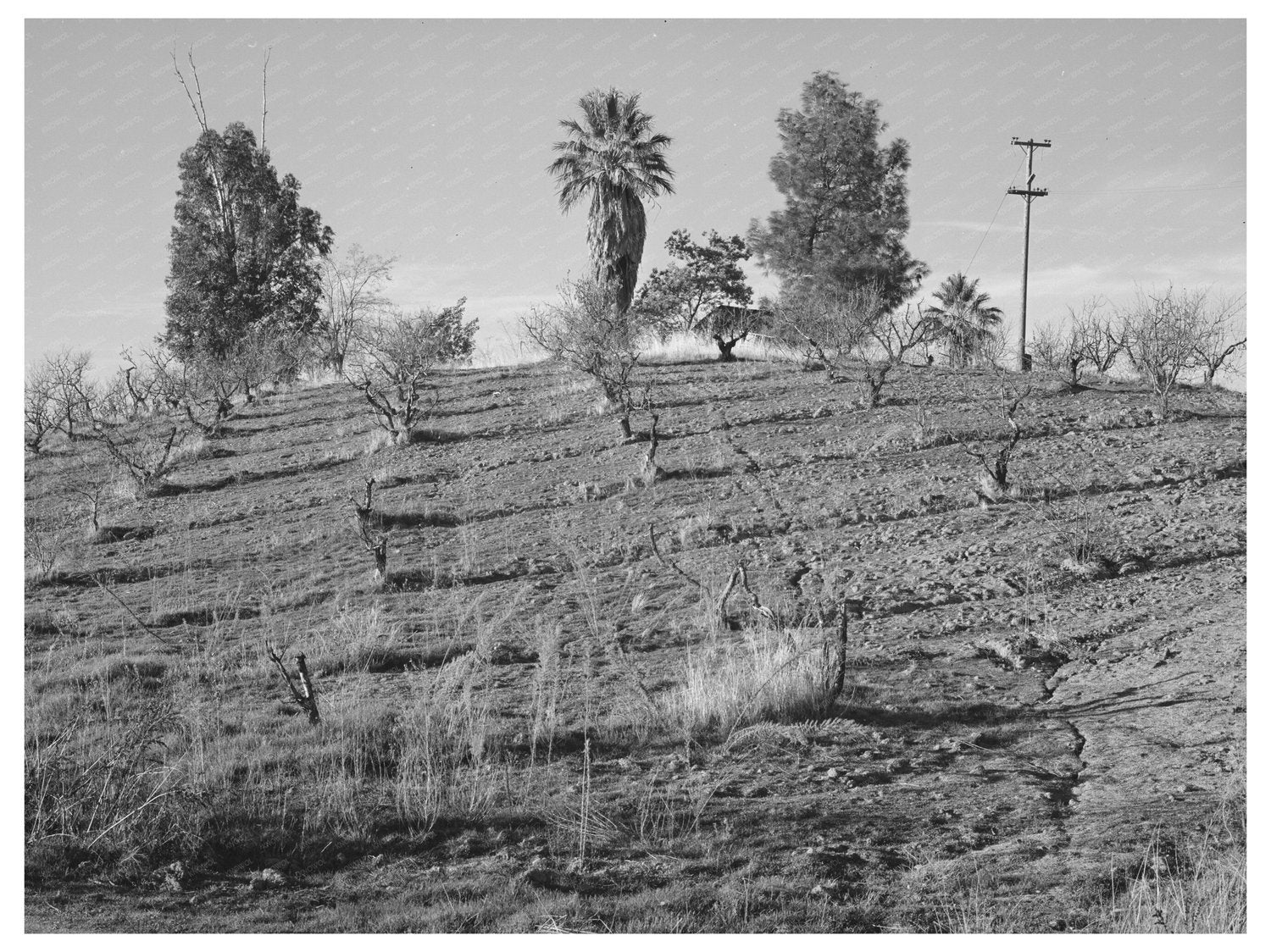 1940 Vintage Orchard on Hillside in Placer County California