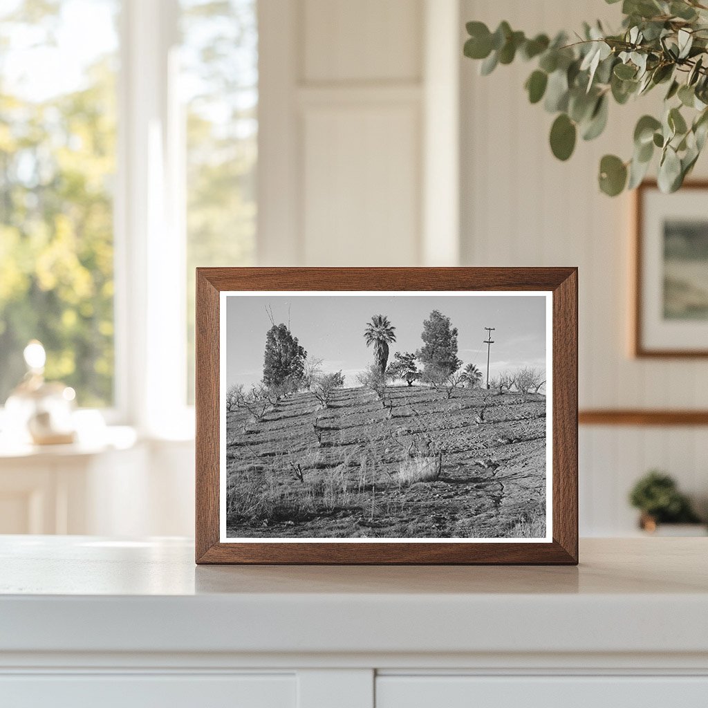 1940 Vintage Orchard on Hillside in Placer County California