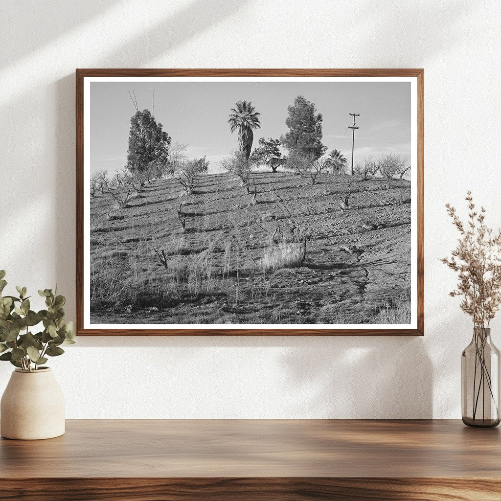 1940 Vintage Orchard on Hillside in Placer County California