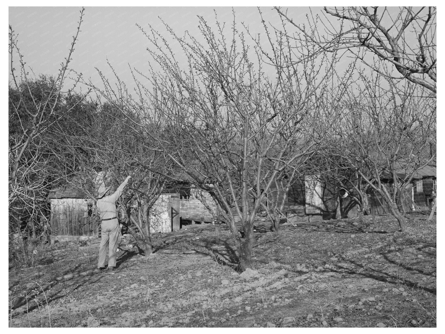 Pruning Fruit Trees in Placer County California 1940