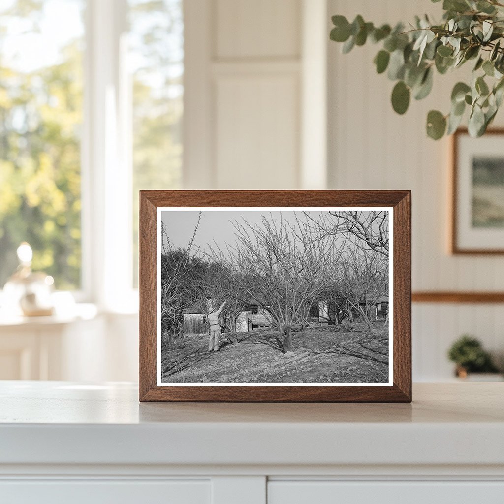 Pruning Fruit Trees in Placer County California 1940