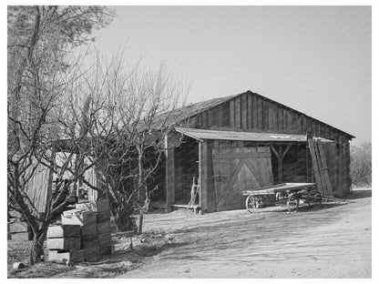 1940 Vintage Image of Neglected Fruit Farm in Placer County