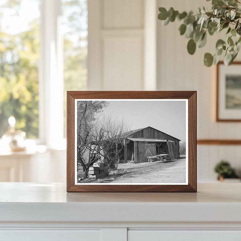 1940 Vintage Image of Neglected Fruit Farm in Placer County