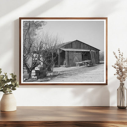 1940 Vintage Image of Neglected Fruit Farm in Placer County